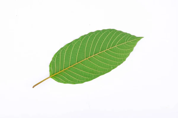 Kratom yaprağının arkası (Mitragyna speciosa), yaşam alanı uyuşturucu olarak kullanılan çılgın bir bitkidir.