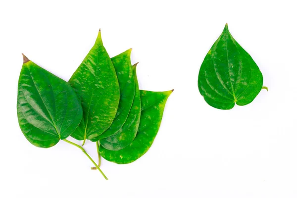 Betelblatt Ist Kräuterpflanze Auf Weißem Hintergrund Isoliert — Stockfoto