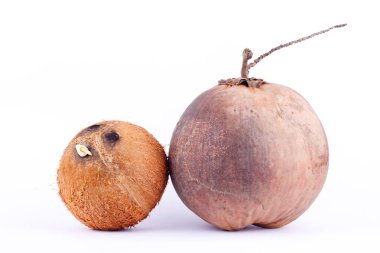 Hindistan cevizi kabuğu ve hindistan cevizi sütü için kahverengi olgun hindistan cevizi ya da beyaz arka planda yağlı hindistan cevizi.