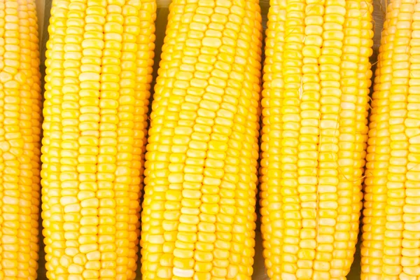 Fresh Ear Sweet Corn Cobs Kernels Grains Ripe Corn White — Stock Photo, Image