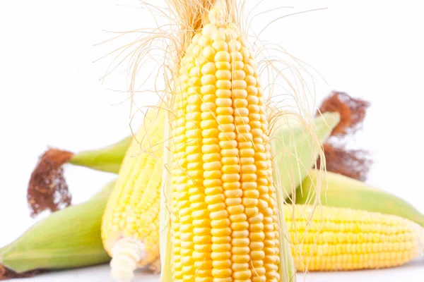 Raw Ear Sweet Corn Cobs Kernels Grains Ripe Corn White — Stock Photo, Image