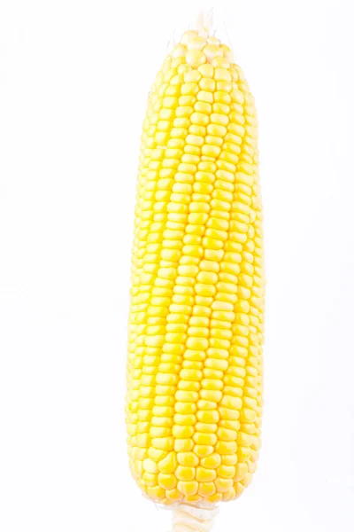 Yellow Ear Sweet Corn Cobs Kernels Grains Ripe Corn White — Stock Photo, Image