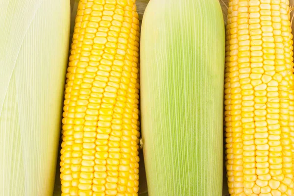Ripe Ear Sweet Corn Cobs Kernels Grains Ripe Corn White — Stock Photo, Image