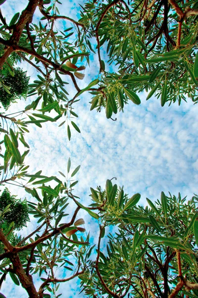 Пышная Зеленая Листва Березы Голубое Небо Тропических Лесах Рамке — стоковое фото
