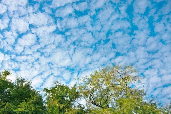 青空とふわふわの雲と木の葉を背景の質感に — ストック写真