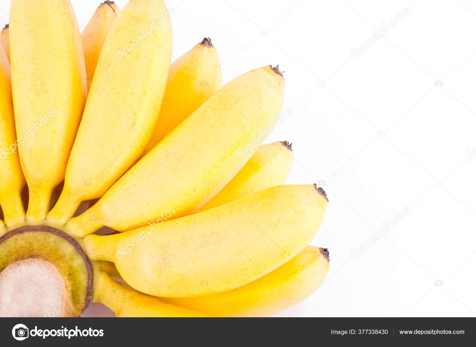 Main Biologique Bananes  Dor es Sur Fond Blanc Saine Pisang  