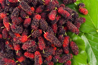 beyaz arka planda dut meyvesi ve dut yaprağı sağlıklı dut meyvesi izole edilmiş