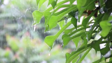 yağmurlu günde yeşil bırakın içinde belgili tanımlık vahşi, çiğ damla