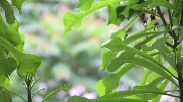 Дождливый день в дикой природе, роса капли в зеленый отпуск — стоковое видео