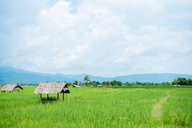 Yeşil pirinç alan, Chiang Mai, Tayland