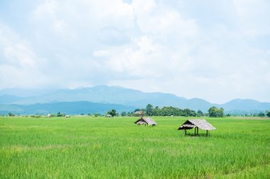 Yeşil pirinç alan, Chiang Mai, Tayland