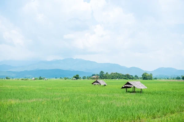 Zielony ryżu pola w Chiang Mai, Tajlandia — Zdjęcie stockowe