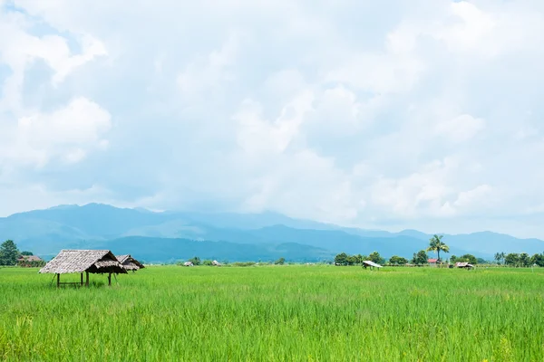 Zielony ryżu pola w Chiang Mai, Tajlandia — Zdjęcie stockowe