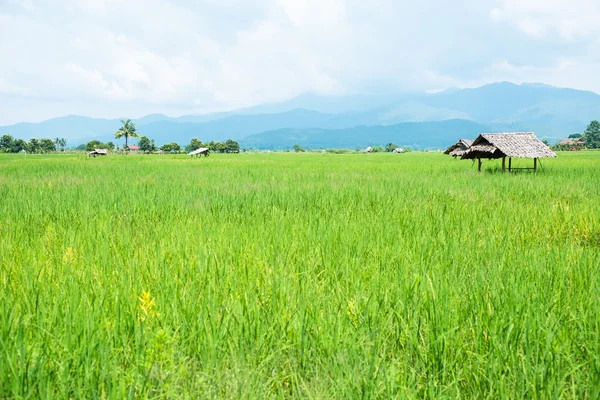 Zielony ryżu pola w Chiang Mai, Tajlandia — Zdjęcie stockowe