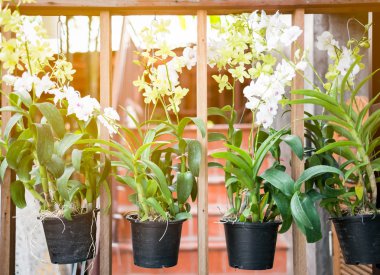 Saksıdaki güzel orkide çiçekleri 