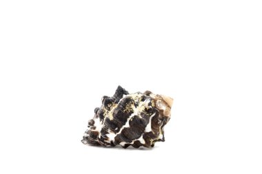 beyaz arkaplanda deniz kabuğu