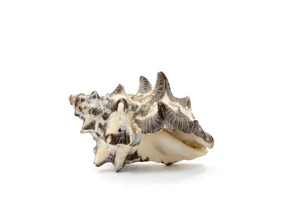 Concha marina sobre fondo blanco —  Fotos de Stock