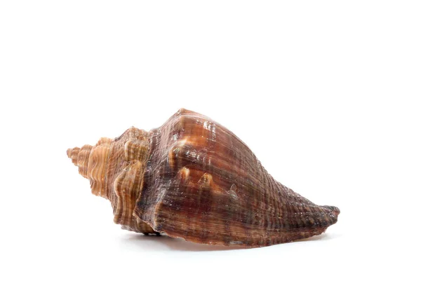 海贝壳隔离在白色背景上 — 图库照片