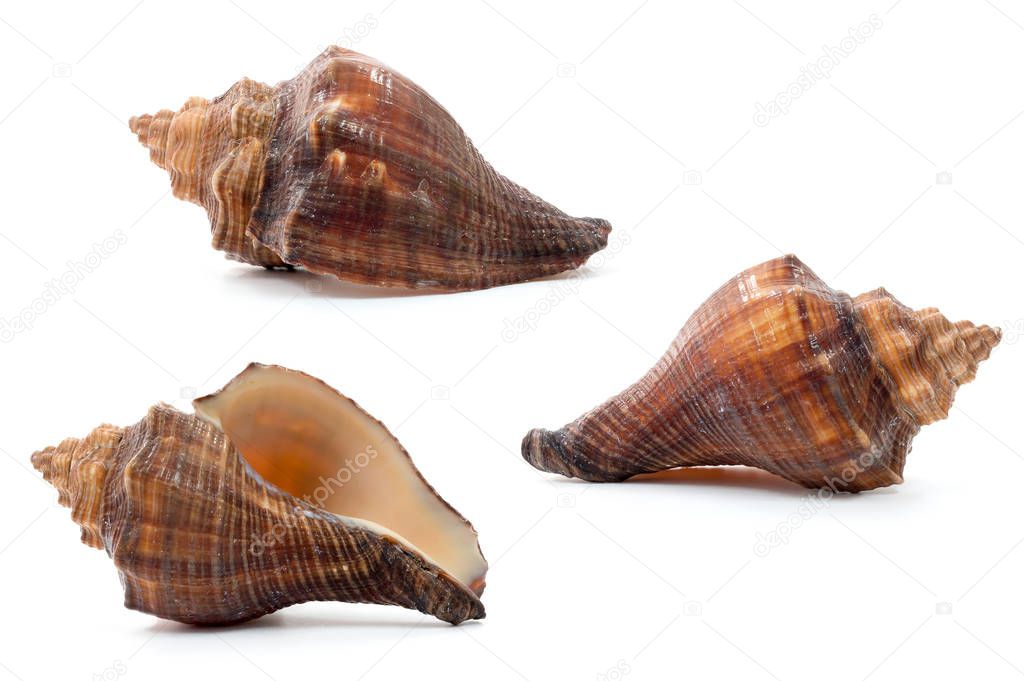 Sea shell isolate on white background