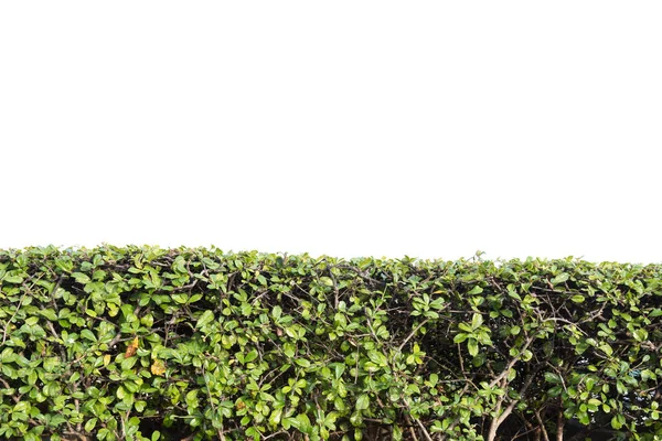 Green plant wall isolate on white background — Stock Photo, Image