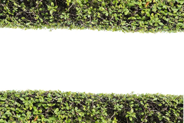 Groene plant muur isoleren op witte achtergrond — Stockfoto
