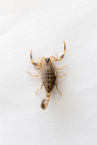 Brown Scorpion on white background. — Stock Photo, Image