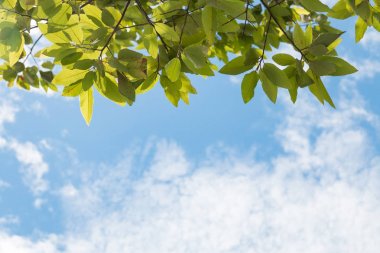 Mavi gökyüzünde ağaçlar 