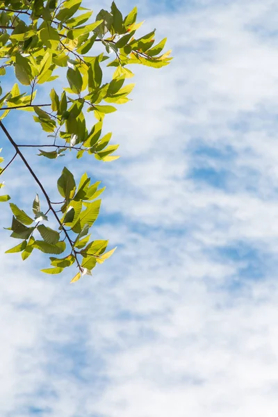 Árboles sobre el cielo azul — Foto de Stock