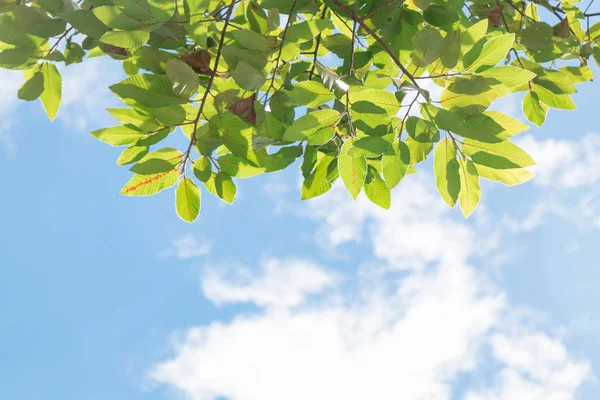 蓝天上的树 — 图库照片