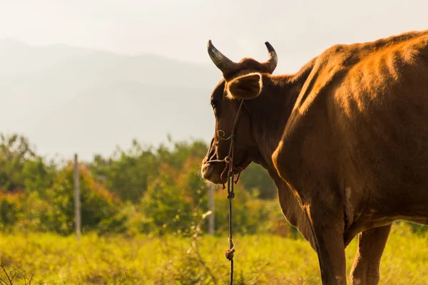 草地里的褐色母牛 — 图库照片