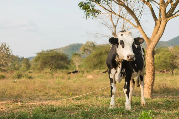 Vacas blancas y negras en un campo herboso —  Fotos de Stock