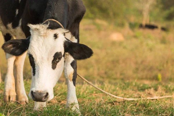 草场里的黑白母牛 — 图库照片