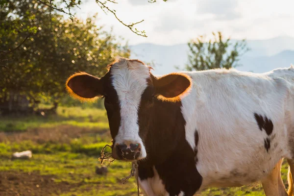 草场里的黑白母牛 — 图库照片