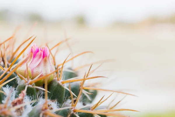 Close Up of Cactus flower with green background — Stock Photo, Image