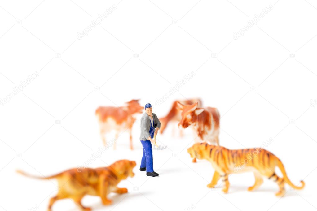 Miniature people farmer protecting cow when the tiger attacked 