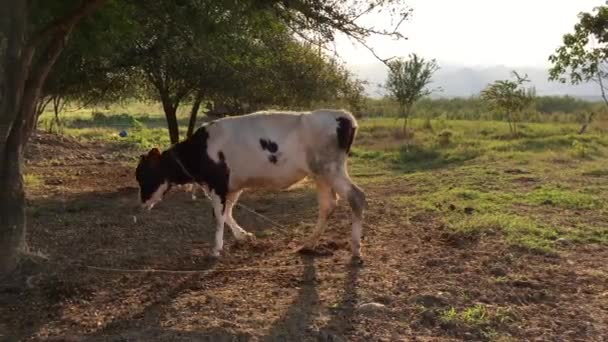 Young Dairy Cattle Green Grass Field Summer — Stock Video