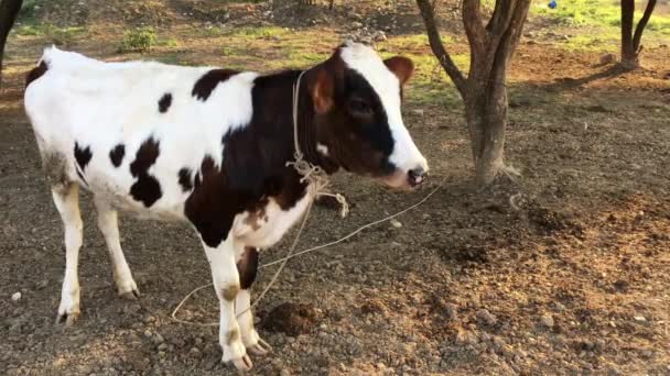 Young Dairy Cattle Green Grass Field Summer — Stock Video