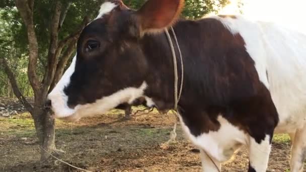 Ganado Lechero Joven Campo Hierba Verde Verano — Vídeos de Stock