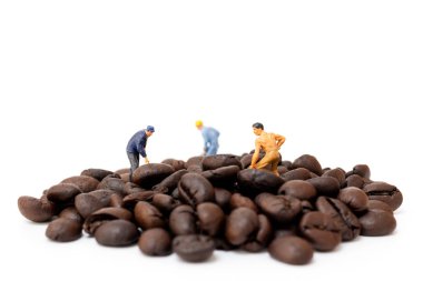 Beyaz arka planda kavrulmuş kahve çekirdekleriyle çalışan minyatür insanlar.