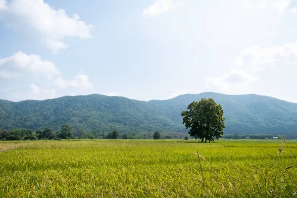 Landschap Groene rijstveld met bergachtige achtergrond in Chiang Rai, Thailand — Stockfoto