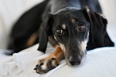 Safkan siyah Saluki köpeği ya da bakıcı köklerini eski Mısırlılara kadar takip edebilen yürekli bir avcıdır. İranlı bir tazının, çocuklara nazik davranan bir köpek portresi. Benzer köpekler ortaçağ ve antik sanatlarda ortaya çıkar.