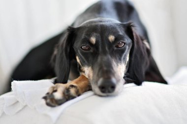 Safkan siyah Saluki köpeği ya da bakıcı köklerini eski Mısırlılara kadar takip edebilen yürekli bir avcıdır. İranlı bir tazının, çocuklara nazik davranan bir köpek portresi. Benzer köpekler ortaçağ ve antik sanatlarda ortaya çıkar.