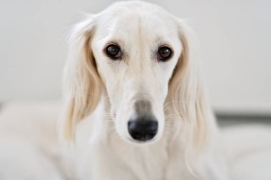 Safkan beyaz rakun ya da mercan balığı köklerini eski Mısırlılara kadar takip edebilen yürekli bir avcıdır. İranlı bir tazının, çocuklara nazik davranan bir köpek portresi. Benzer köpekler ortaçağ ve antik sanatlarda ortaya çıkar.