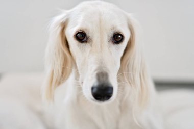 Purebred white saluki sighthound or gazehound, is a serious hunter at heart that can trace its roots back to the ancient Egyptians. A dog portrait from a Persian Greyhound which is gentle with children. similar dogs appear in medieval and ancient art clipart