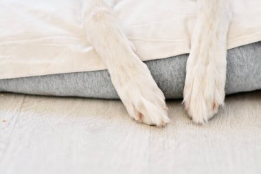 Safkan Saluki görüşü ya da bakışları, köklerinin kökünü Antik Mısırlılara kadar sürebilen ciddi bir avcıdır. İranlı bir tazının, çocuklara nazik davranan bir köpek portresi. Benzer köpekler ortaçağ ve antik sanatlarda ortaya çıkar..