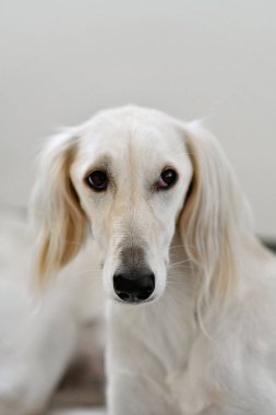 Safkan beyaz rakun ya da mercan balığı köklerini eski Mısırlılara kadar takip edebilen yürekli bir avcıdır. İranlı bir tazının, çocuklara nazik davranan bir köpek portresi. Benzer köpekler ortaçağ ve antik sanatlarda ortaya çıkar.