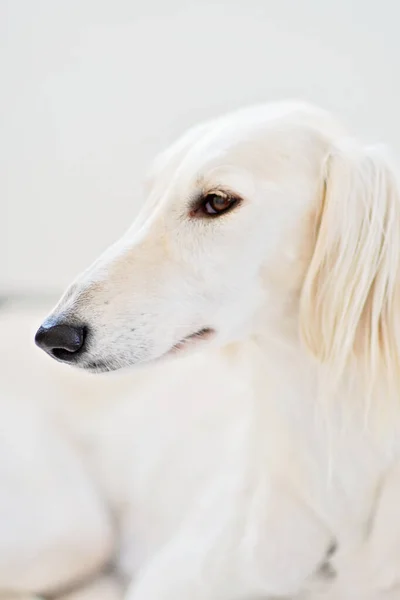 Čistokrevný Bílý Saluki Ohař Nebo Gazehound Vážný Lovec Srdci Který — Stock fotografie