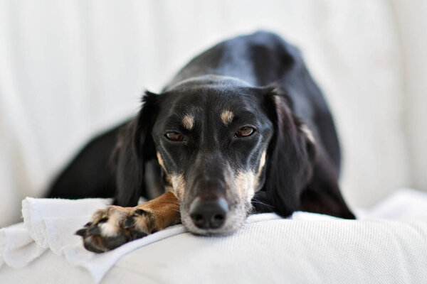 Чистый черный Салуки визирь или беседка, является серьезным охотником в сердце, который может проследить свои корни до древних египтян. Портрет собаки персидского борзая, нежного с детьми. Подобные собаки появляются в средневековом и древнем искусстве
