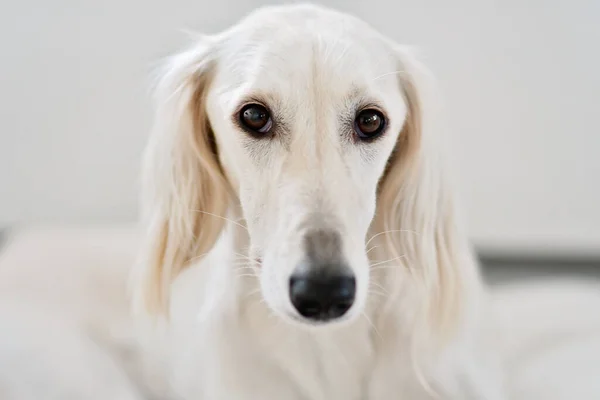 Czysty Biały Sighthound Saluki Lub Altana Jest Poważnym Myśliwym Sercu — Zdjęcie stockowe