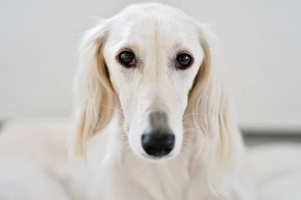 Czysty Biały Sighthound Saluki Lub Altana Jest Poważnym Myśliwym Sercu — Zdjęcie stockowe